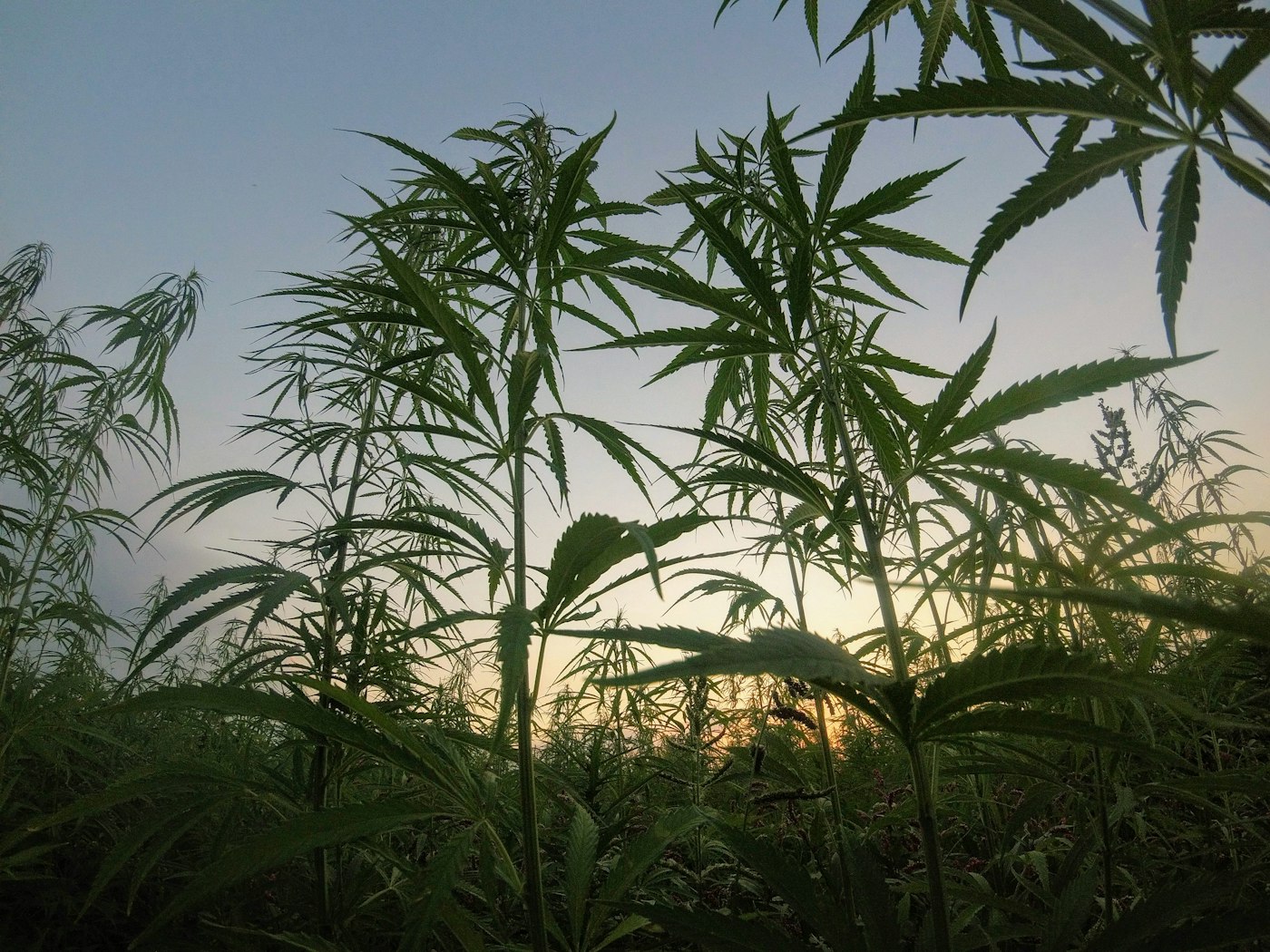 Pianta di canapa nel campo al tramonto