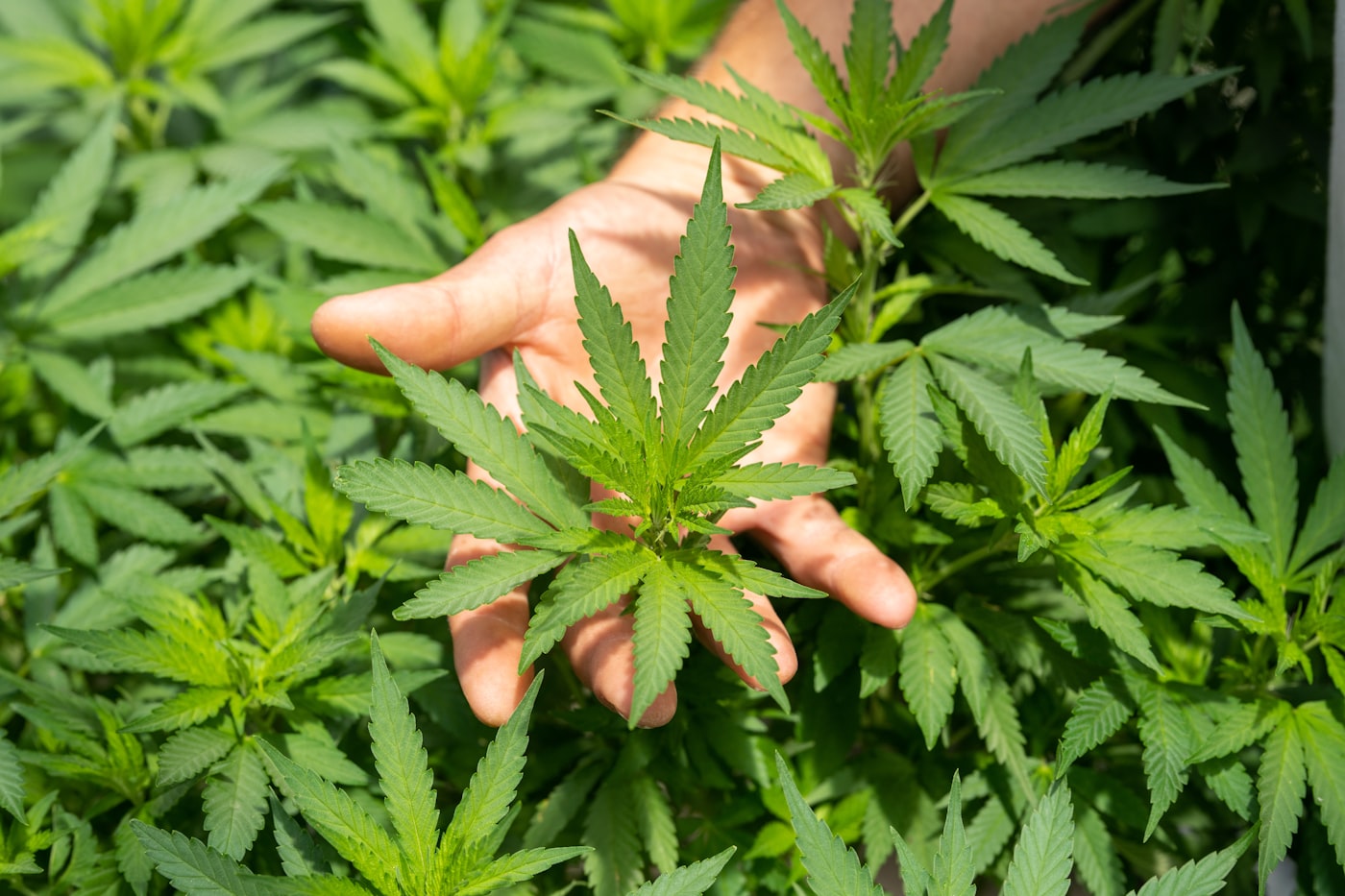 Mano che sfiora una foglia di canapa nel campo
